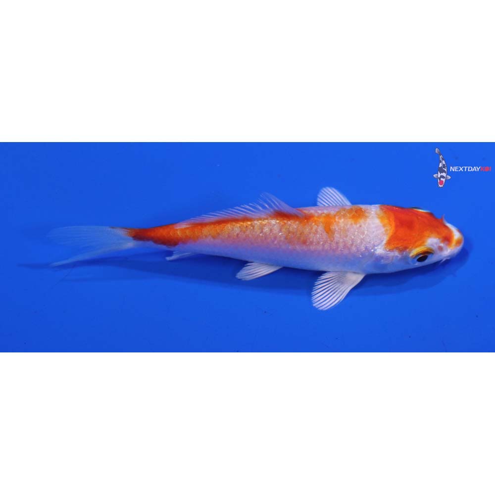 3” Imported Hariwake