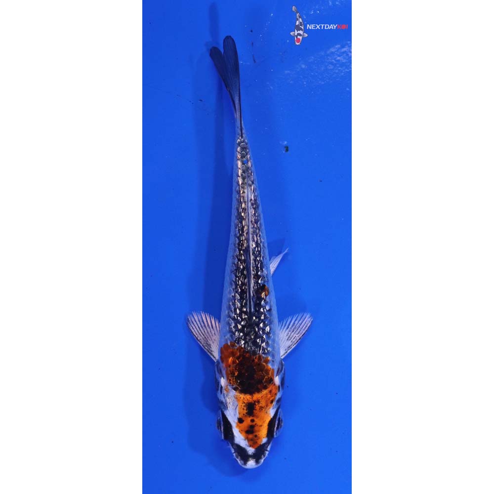 3” Imported Gin Rin Kujaku