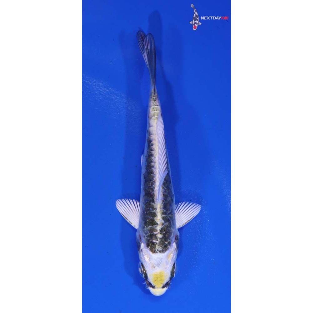 3” Imported Armor Scaled Kujaku