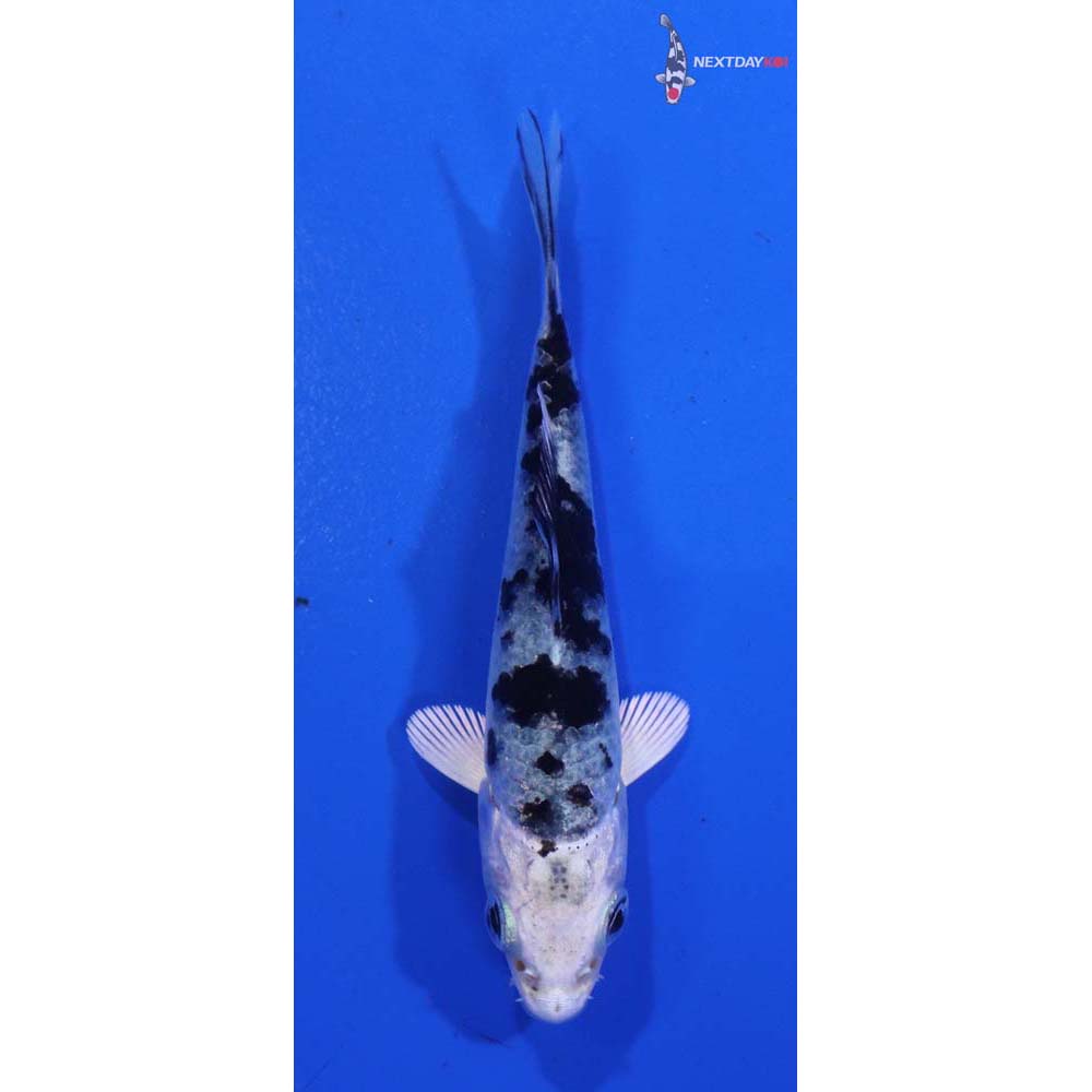 3” Imported Gin Shiro Bekko