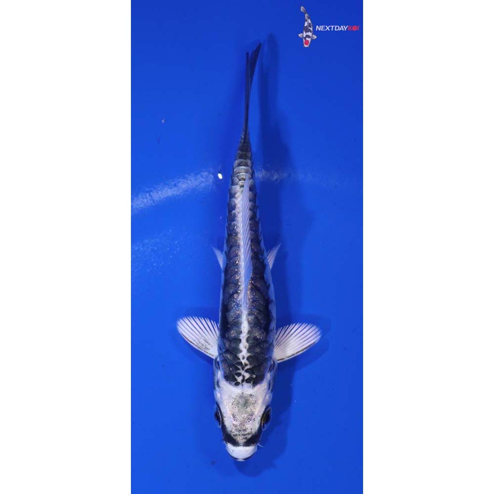 3.5” Imported Kikokuryu