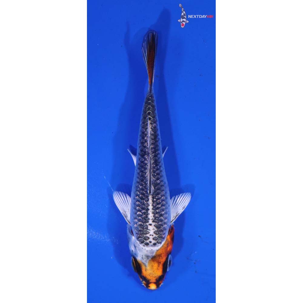 3.5” Imported Gin Rin Kujaku