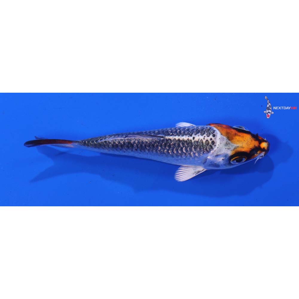 3.5” Imported Gin Rin Kujaku