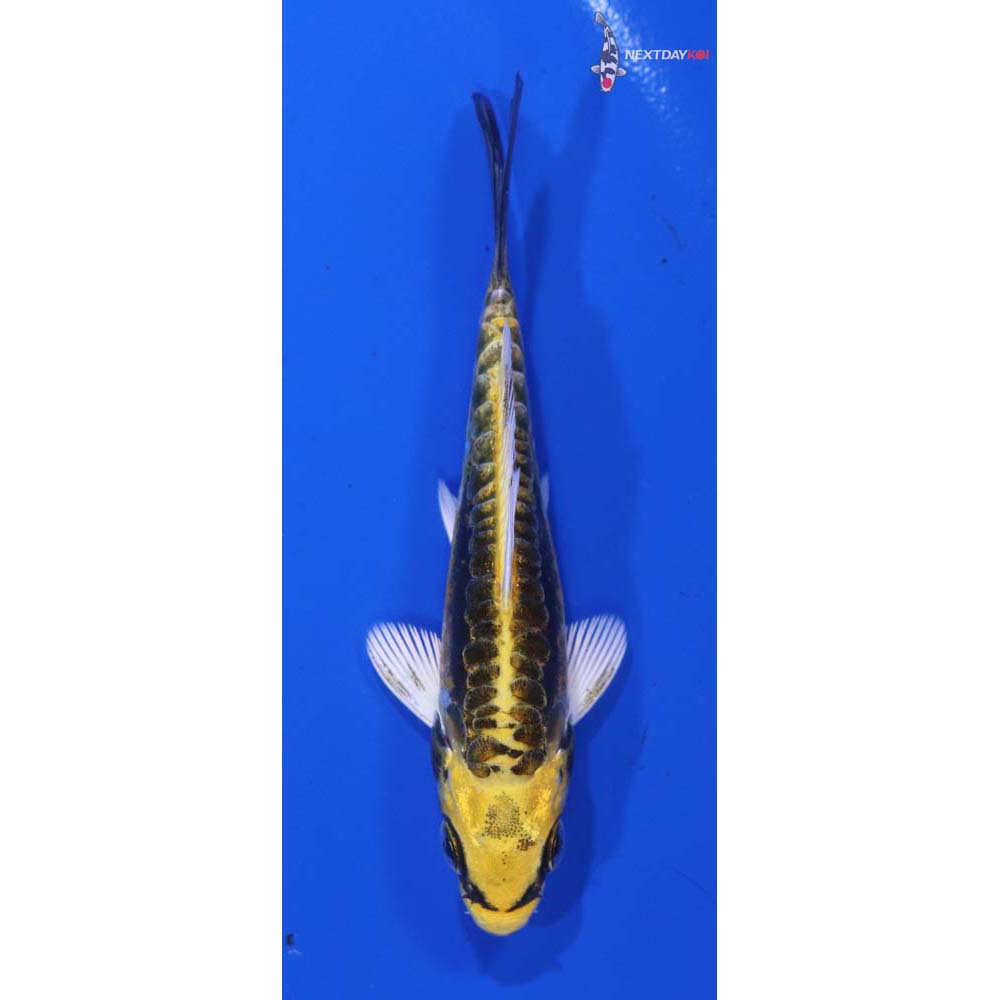 3.5” Imported Kin Kikokuryu