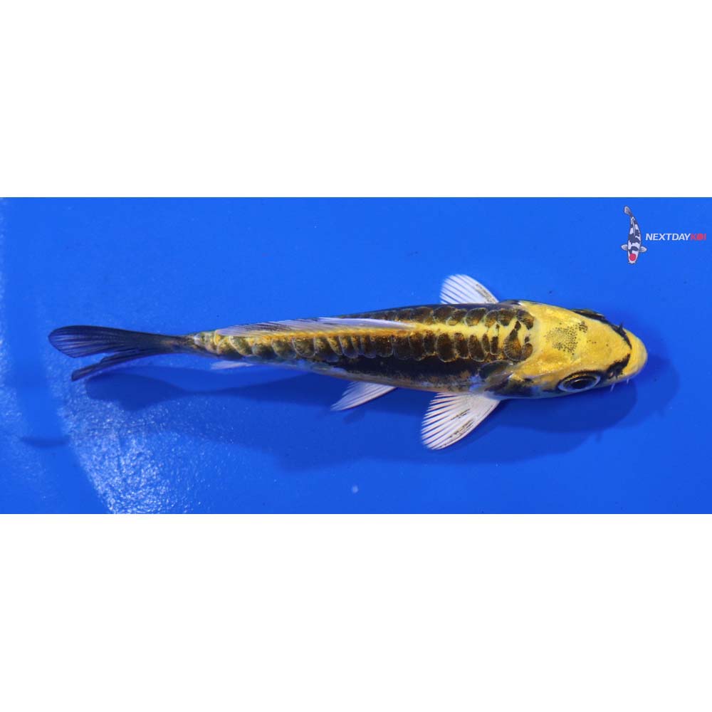 3.5” Imported Kin Kikokuryu