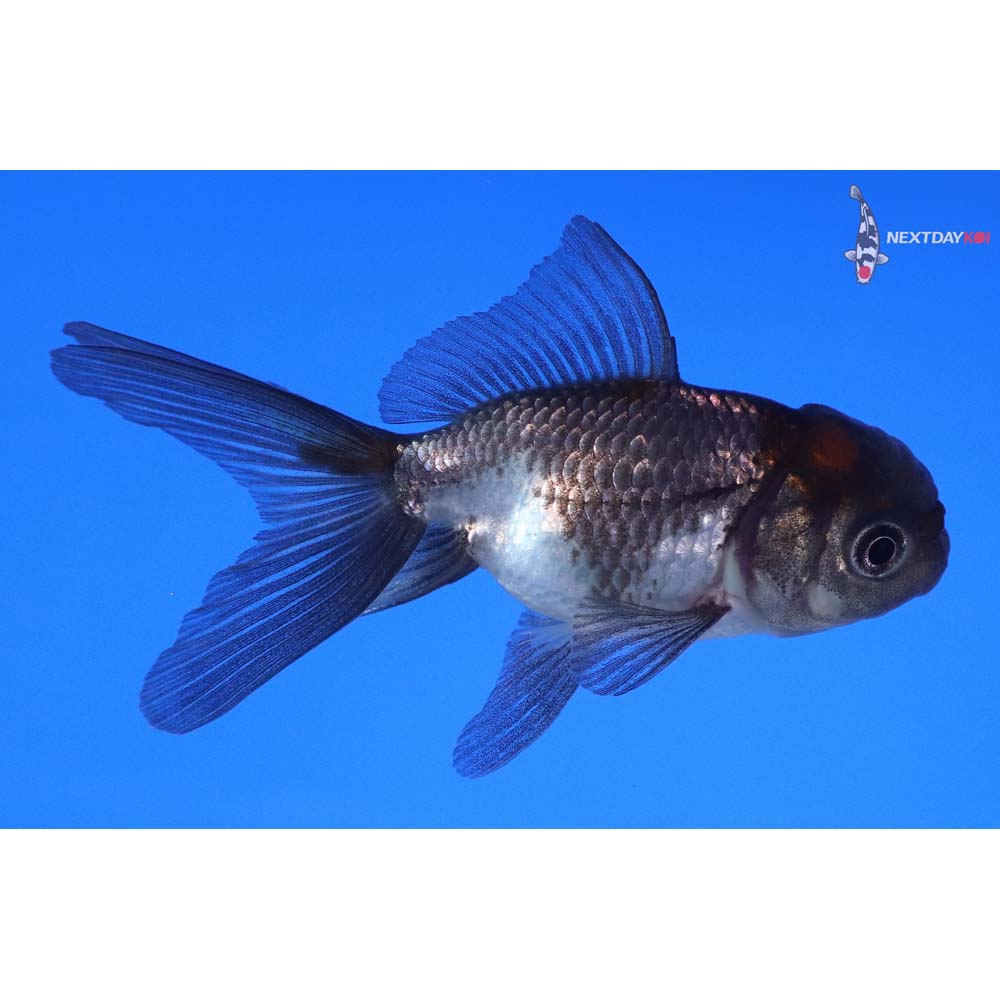 3” Imported Tri Color Panda Oranda