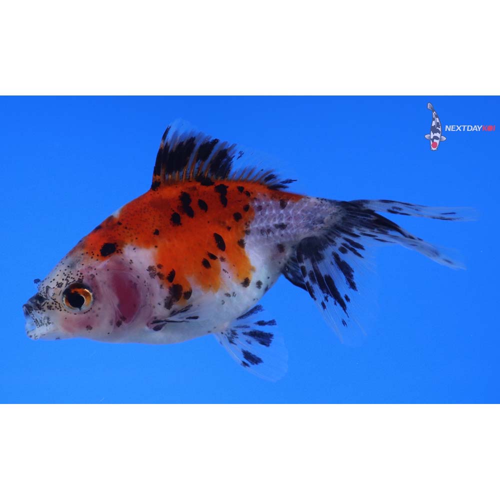 3.5” Imported Calico Ryukin