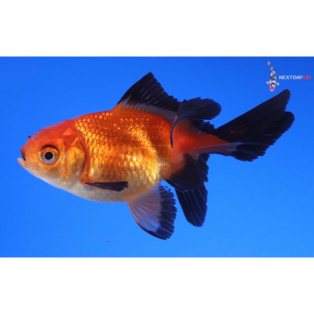 3” Imported Male Red and Black Oranda