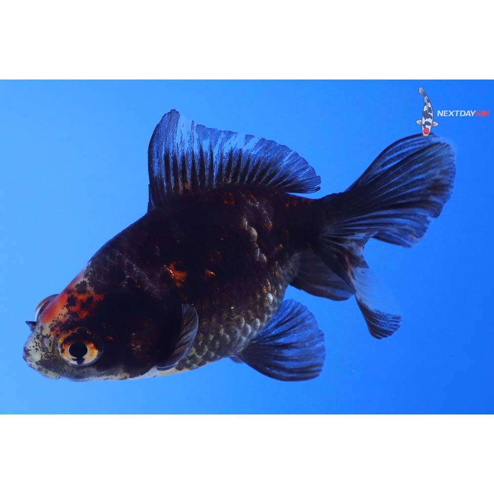 3.5” Imported Calico Ryukin