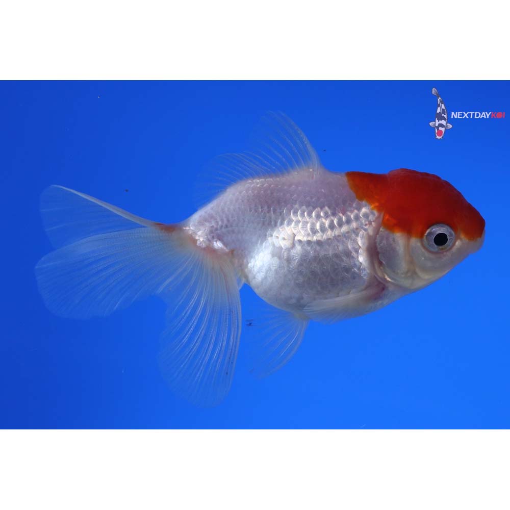 3.5” Imported Red and White Oranda