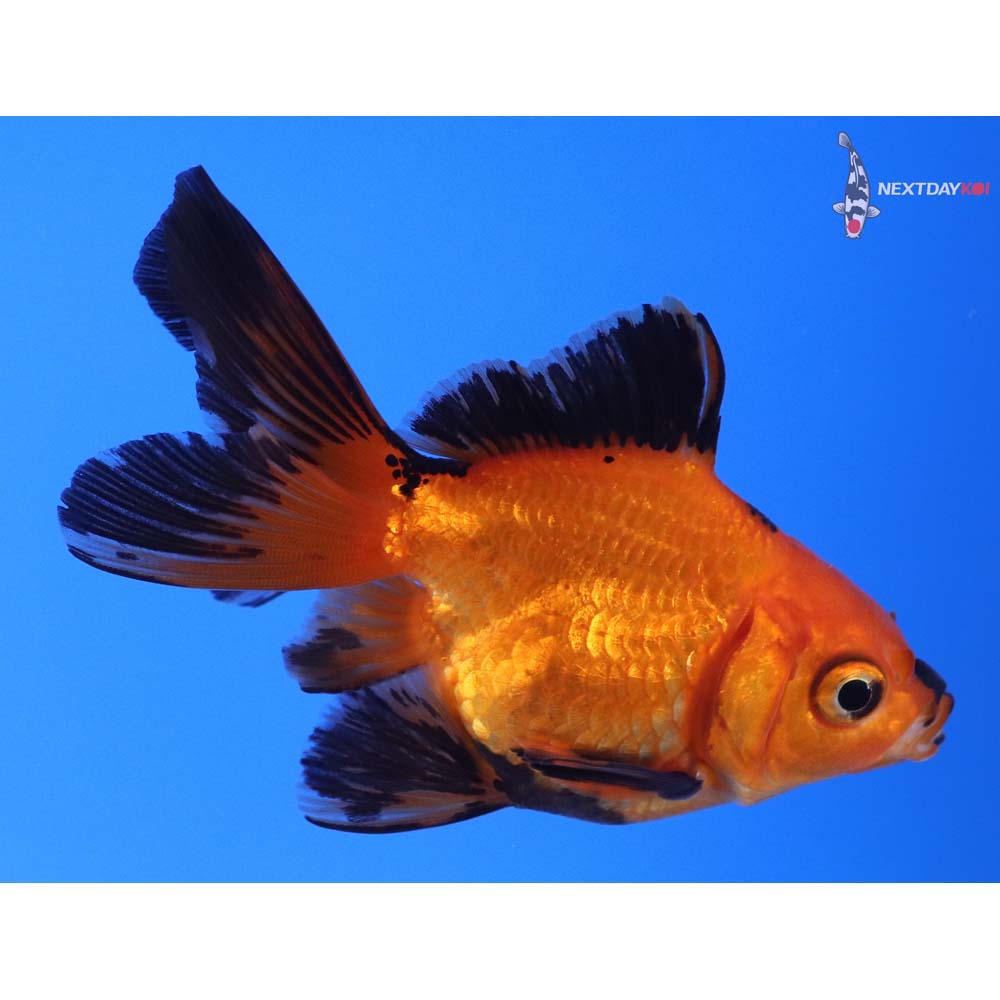 3.5” Imported Black and Red Ryukin