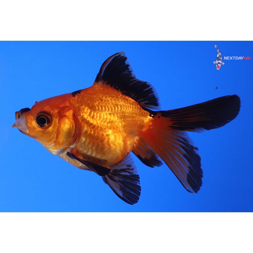 3.5” Imported Black and Red Ryukin