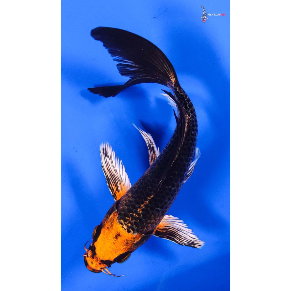 7” Imported Orenji Matsuba Butterfly Koi