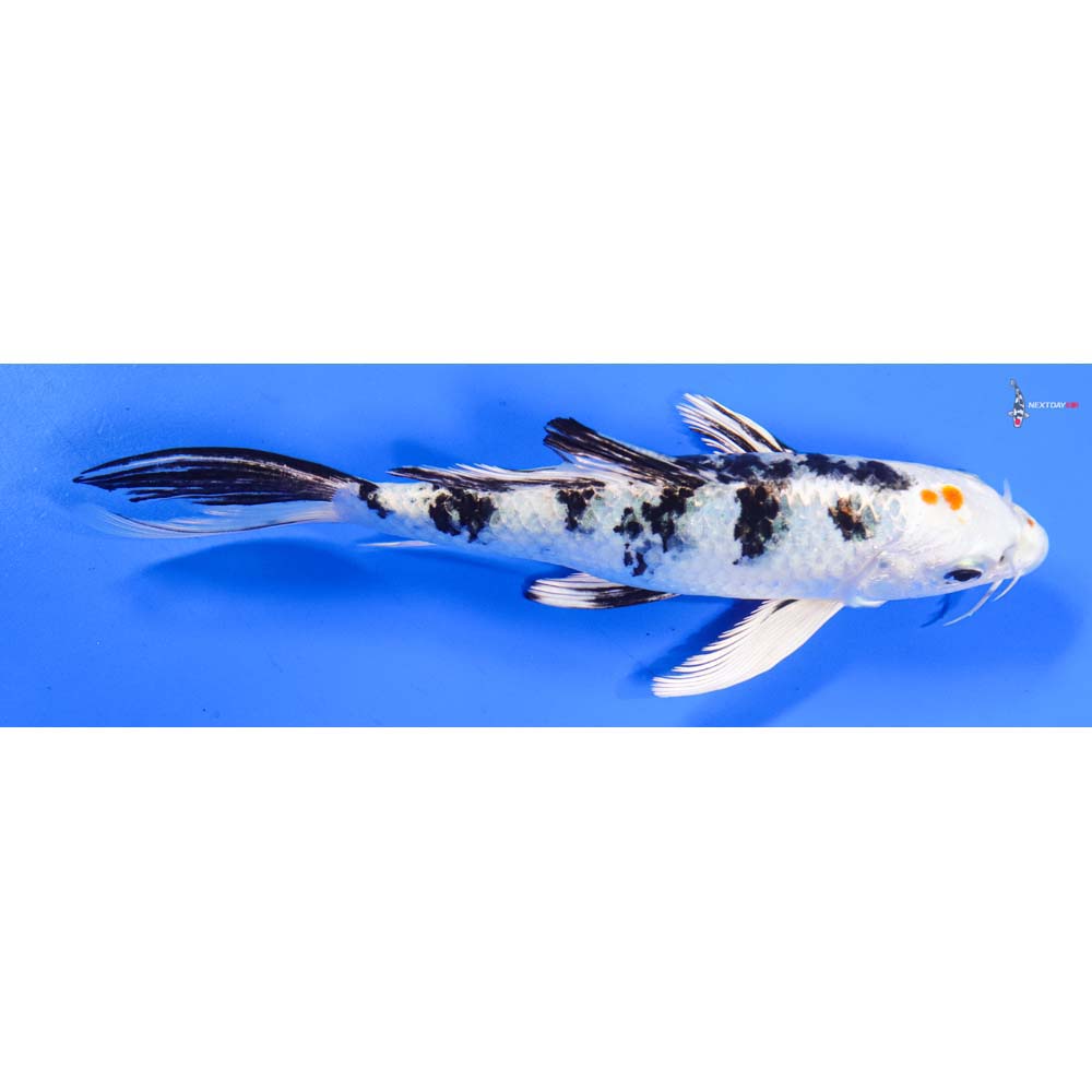 7.5” Imported Yamato Nishiki Butterfly Koi