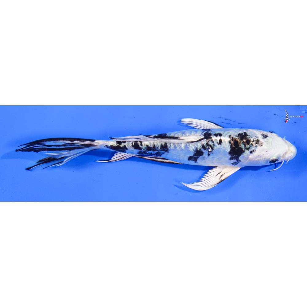 7.5” Imported Heisei Nishiki Butterfly Koi