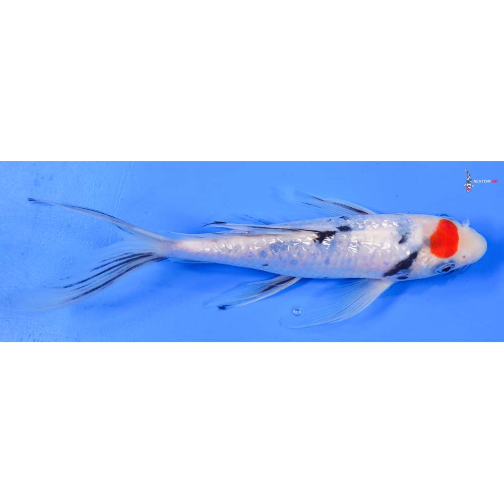 8” Imported Gin Rin Sanke Butterfly Koi