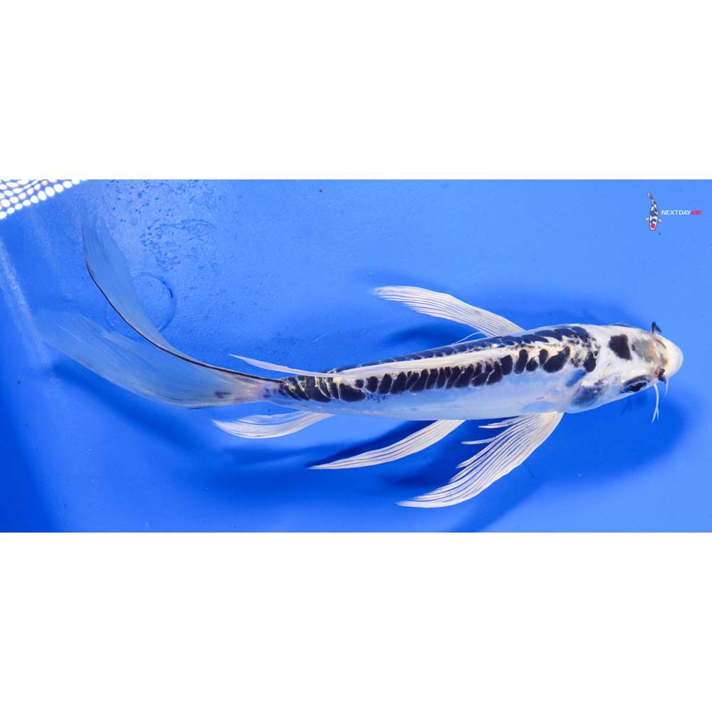9” Imported Doitsu Blue Gin Matsuba Butterfly Koi
