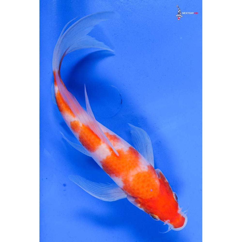 8” Imported Kohaku Butterfly Koi