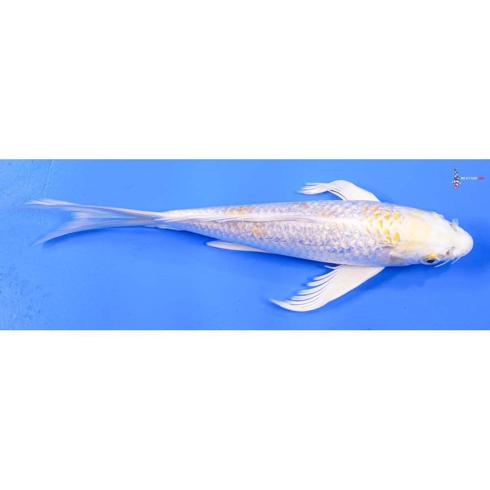 8” Imported Gin Rin Lemon Hariwake Butterfly Koi