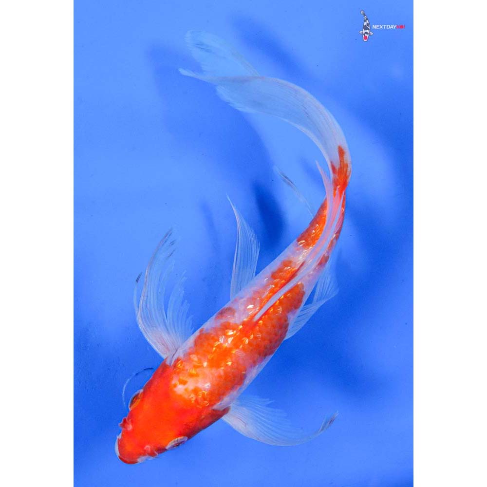 8” Imported Gin Rin Kohaku Butterfly Koi