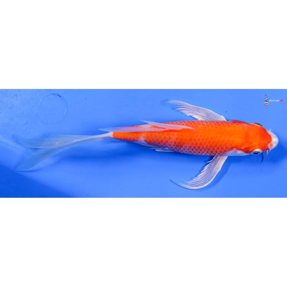 8” Imported Hariwake Butterfly Koi