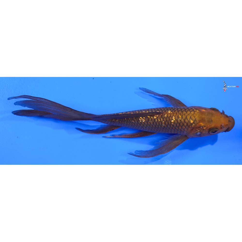 9” Imported Gin Rin Chagoi Butterfly Koi