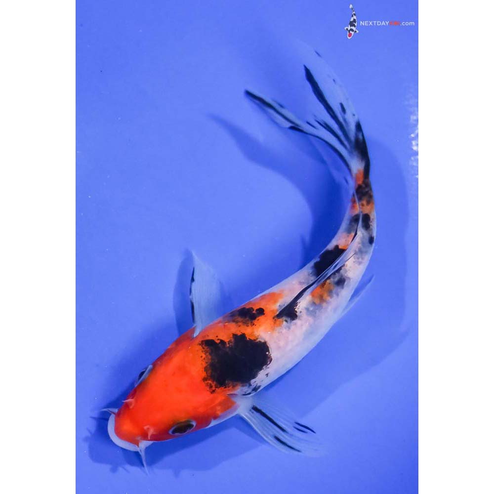 5.5” Imported Sanke Butterfly Koi