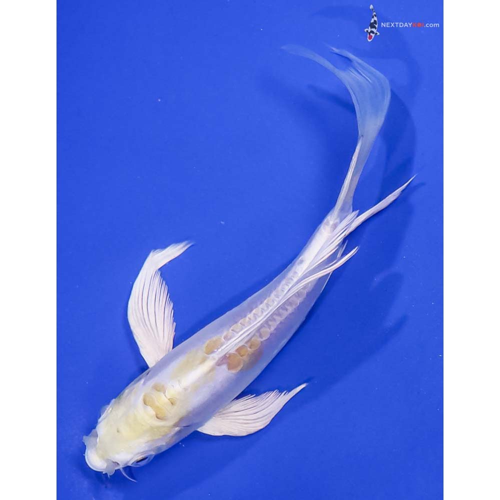 6” Imported Doitsu Lemon Hariwake Butterfly Koi