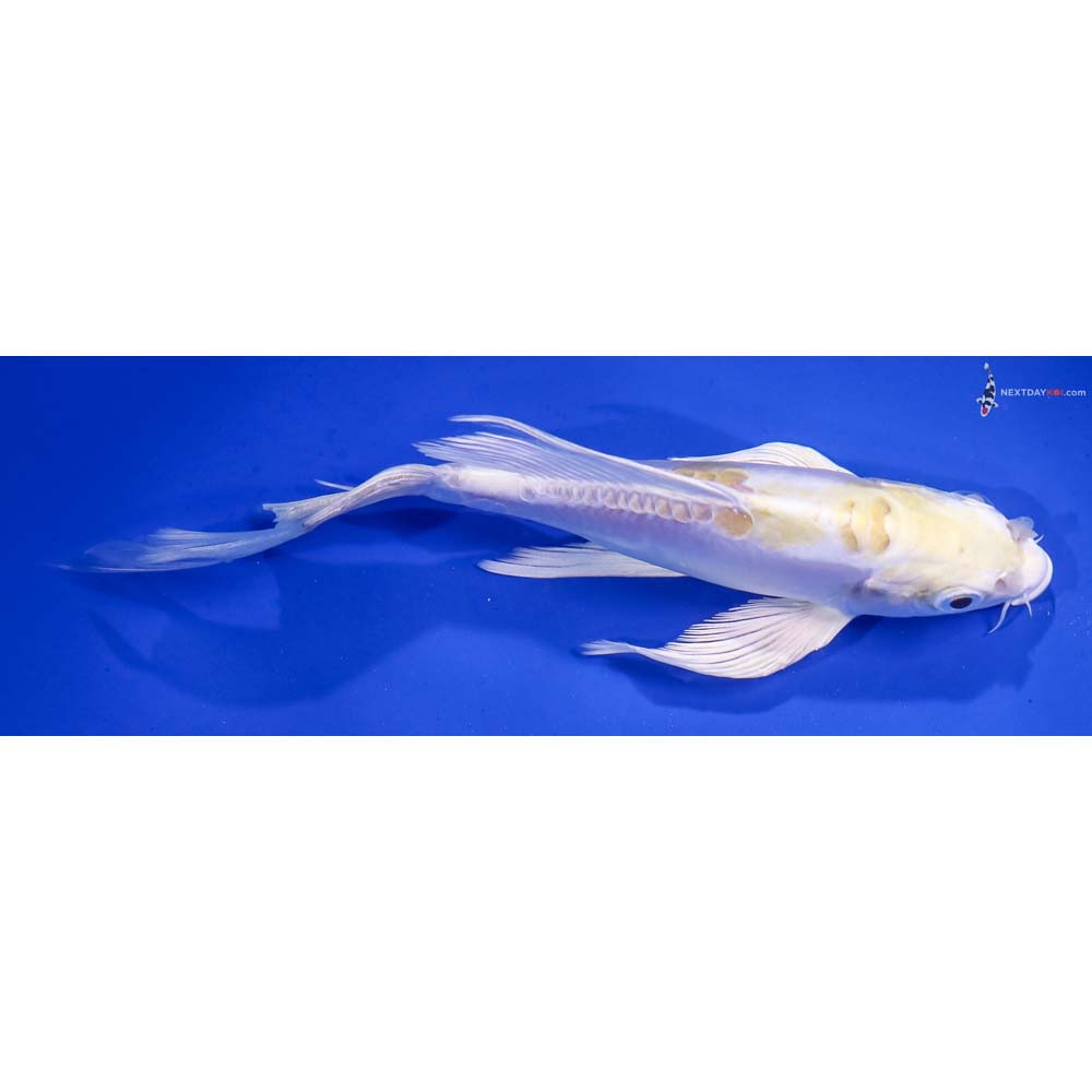 6” Imported Doitsu Lemon Hariwake Butterfly Koi