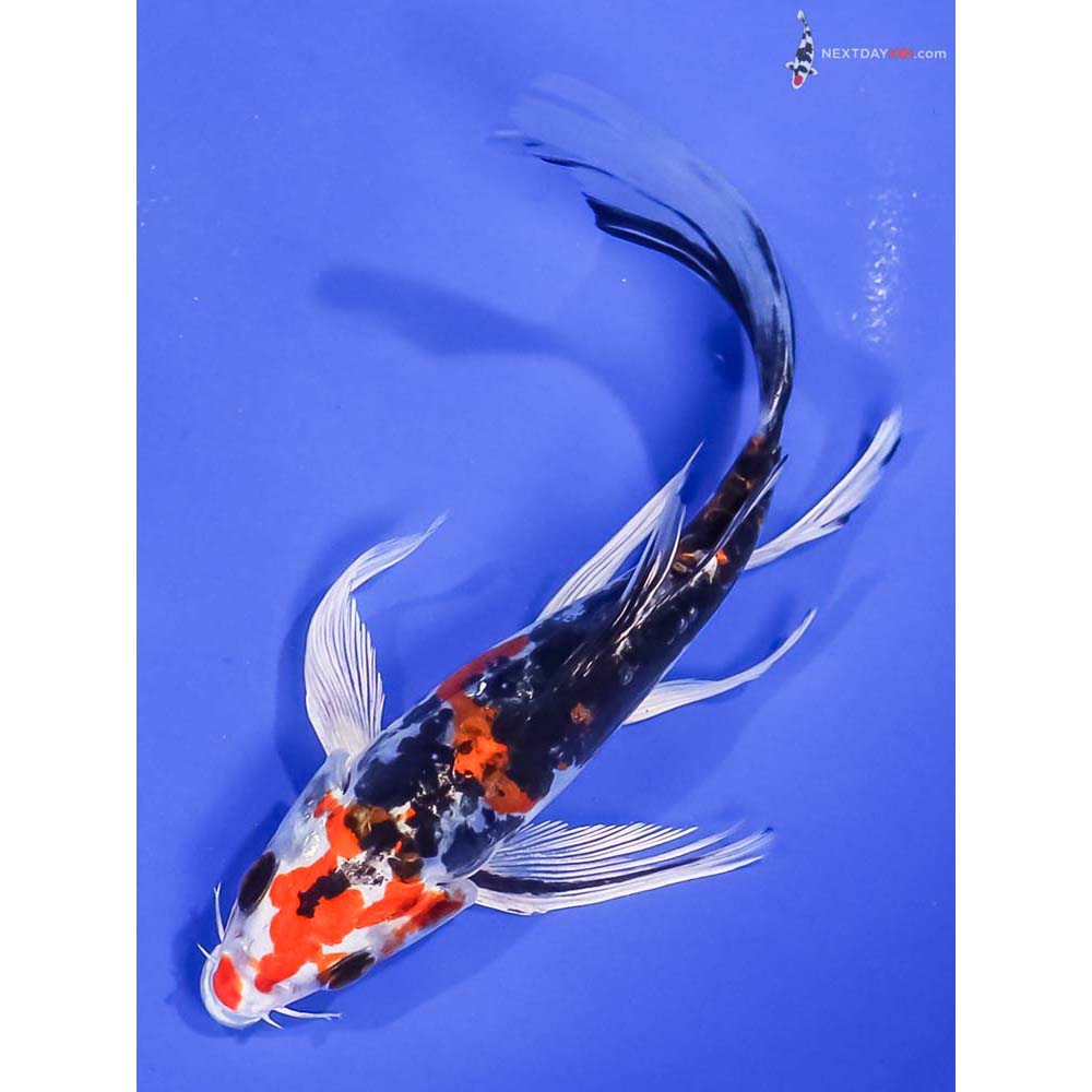 6” Imported Heisei Nishiki Butterfly Koi