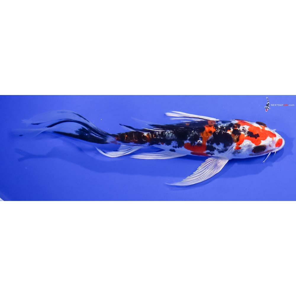 6” Imported Heisei Nishiki Butterfly Koi