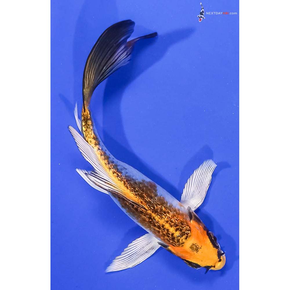 6” Imported Gin Rin Kujaku Butterfly Koi