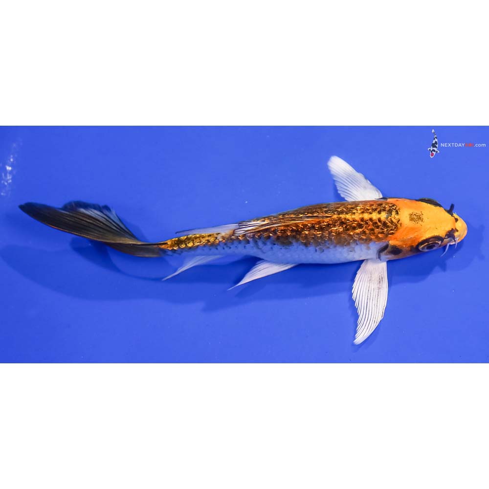 6” Imported Gin Rin Kujaku Butterfly Koi