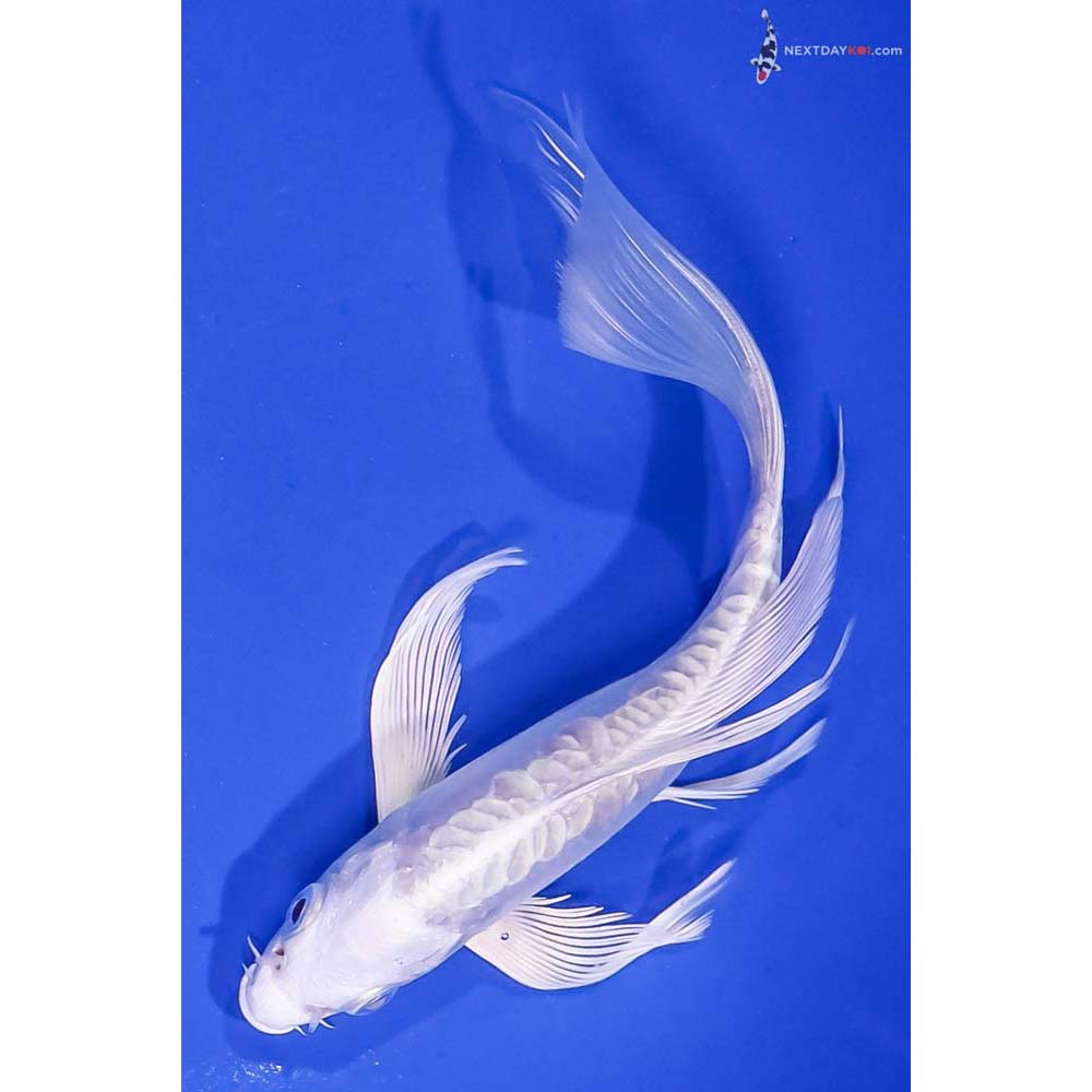 6.5” Imported Doitsu Platinum Ogon Butterfly Koi