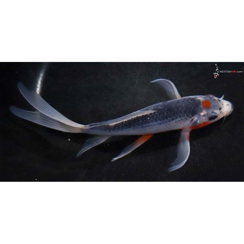 6.5” Imported Asagi Butterfly Koi