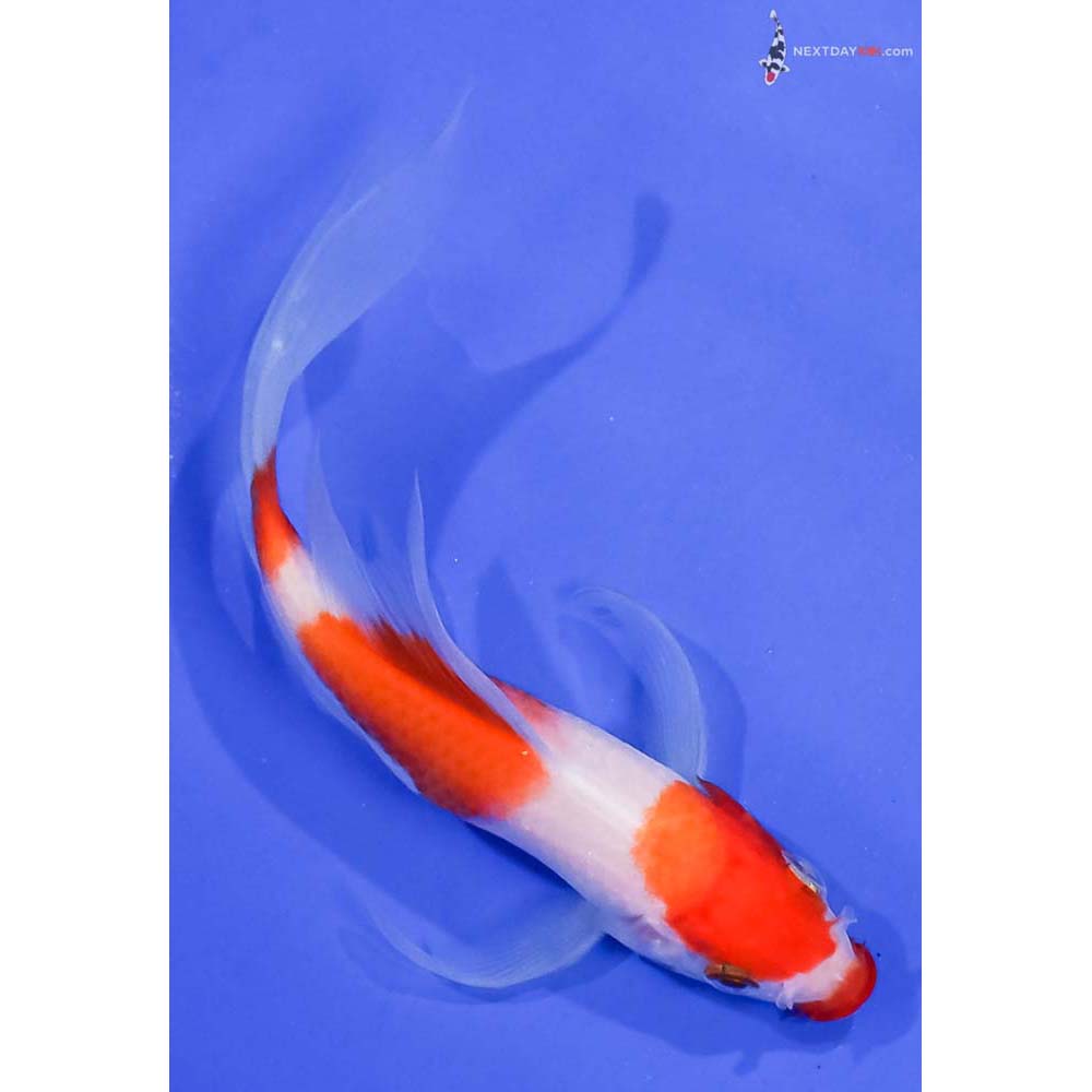5.5” Imported Kohaku Butterfly Koi