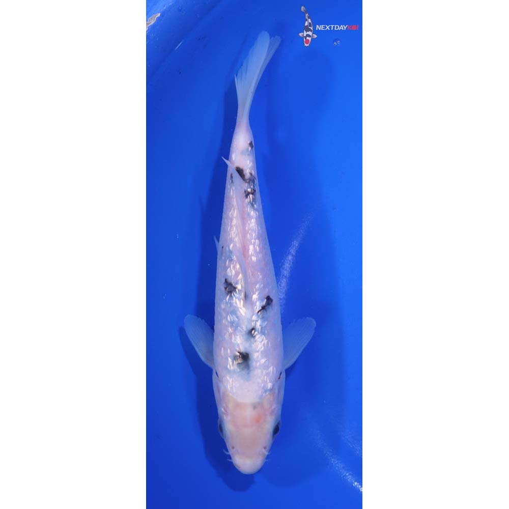 6” Imported Gin Rin Shiro Bekko