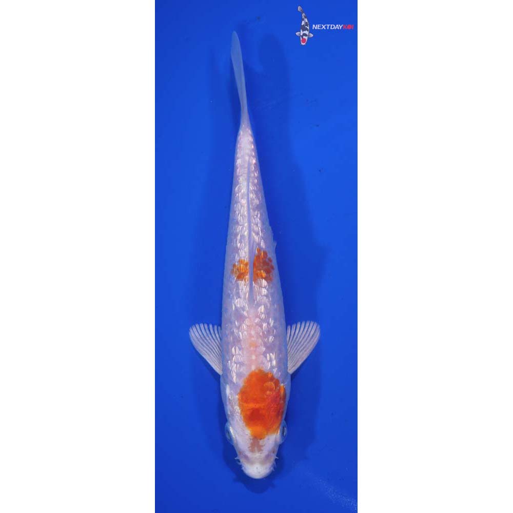 6” Imported Gin Rin Hariwake