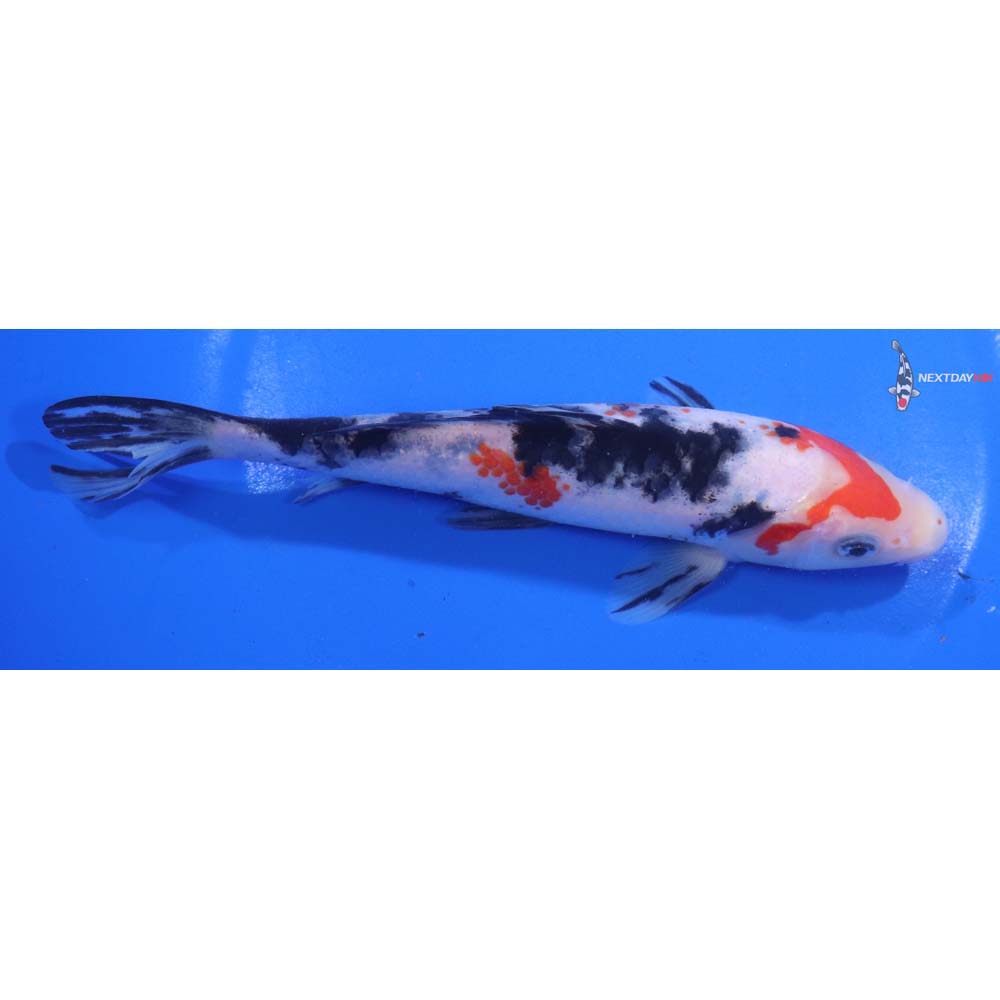 6.5” Imported Sanke