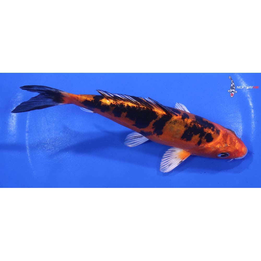 6” Imported Doitsu Kin Aka Bekko