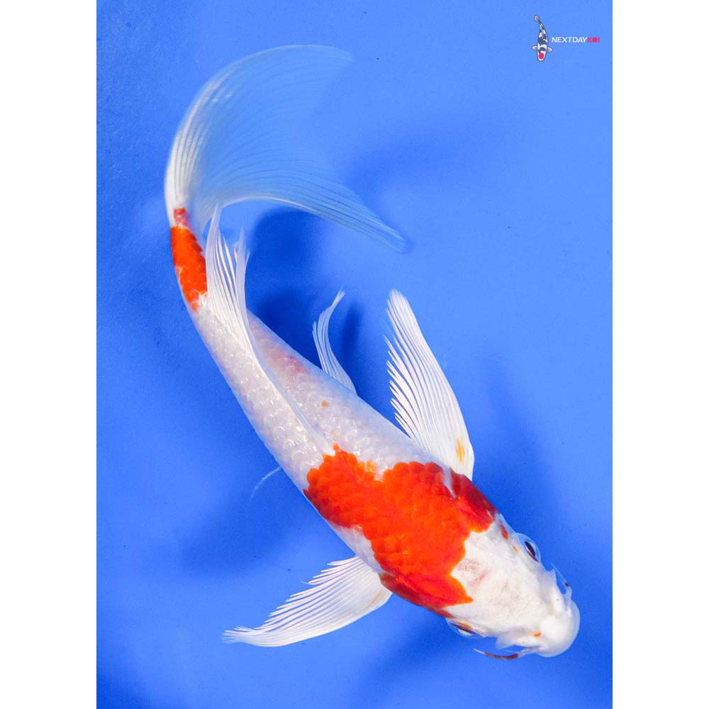 7” Imported Hariwake Butterfly Koi