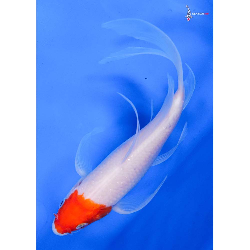 7.5” Imported Kohaku Butterfly Koi