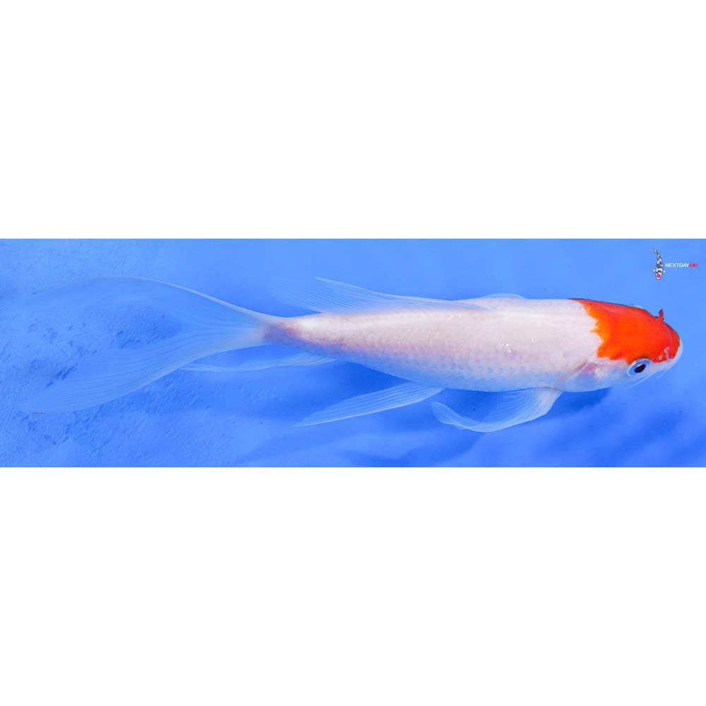 7.5” Imported Kohaku Butterfly Koi