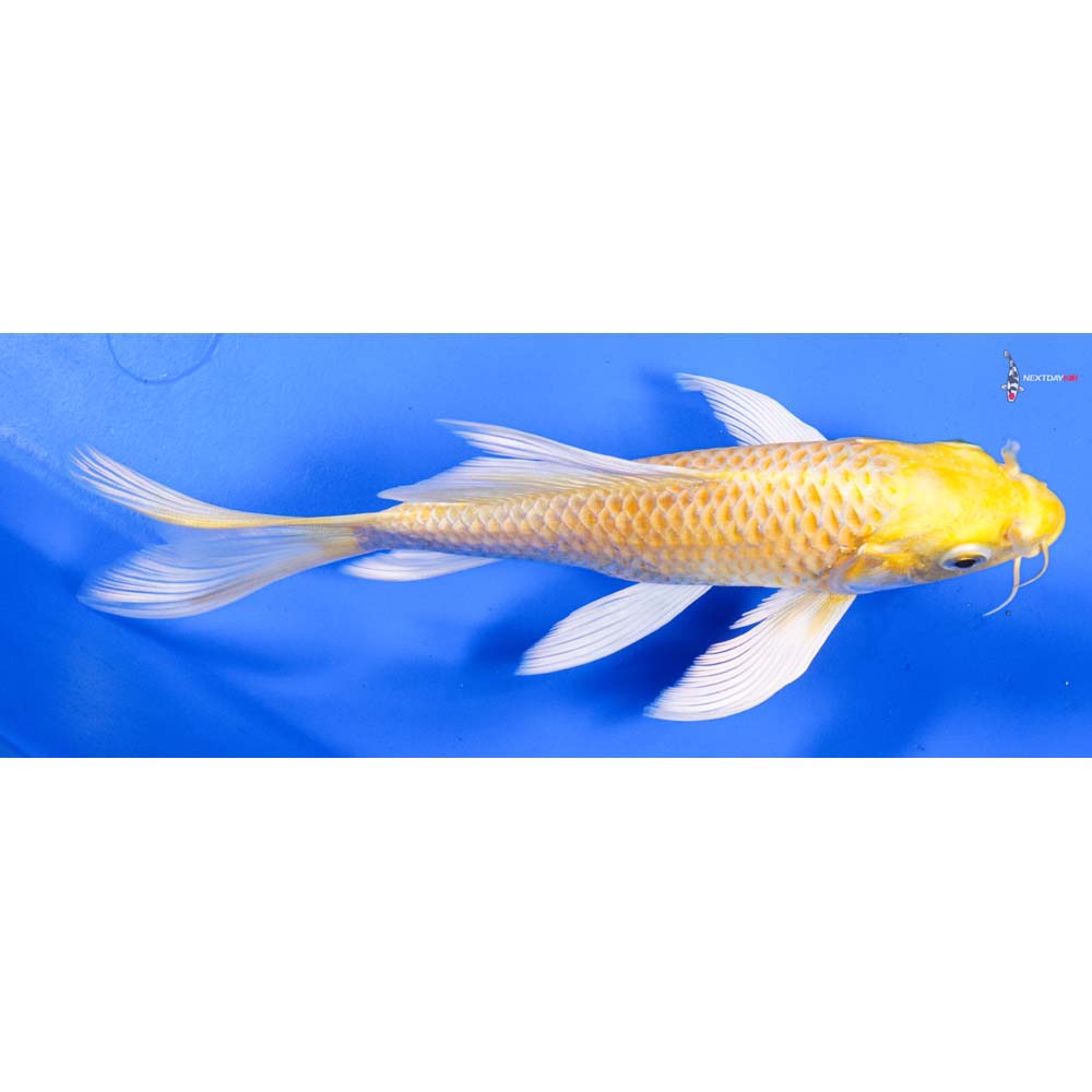7” Imported Yamabuki Ogon Butterfly Koi