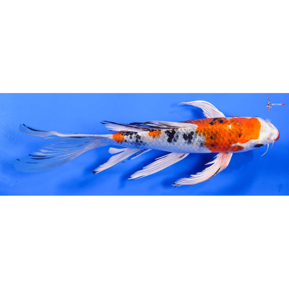8” Imported Yamato Nishiki Butterfly Koi
