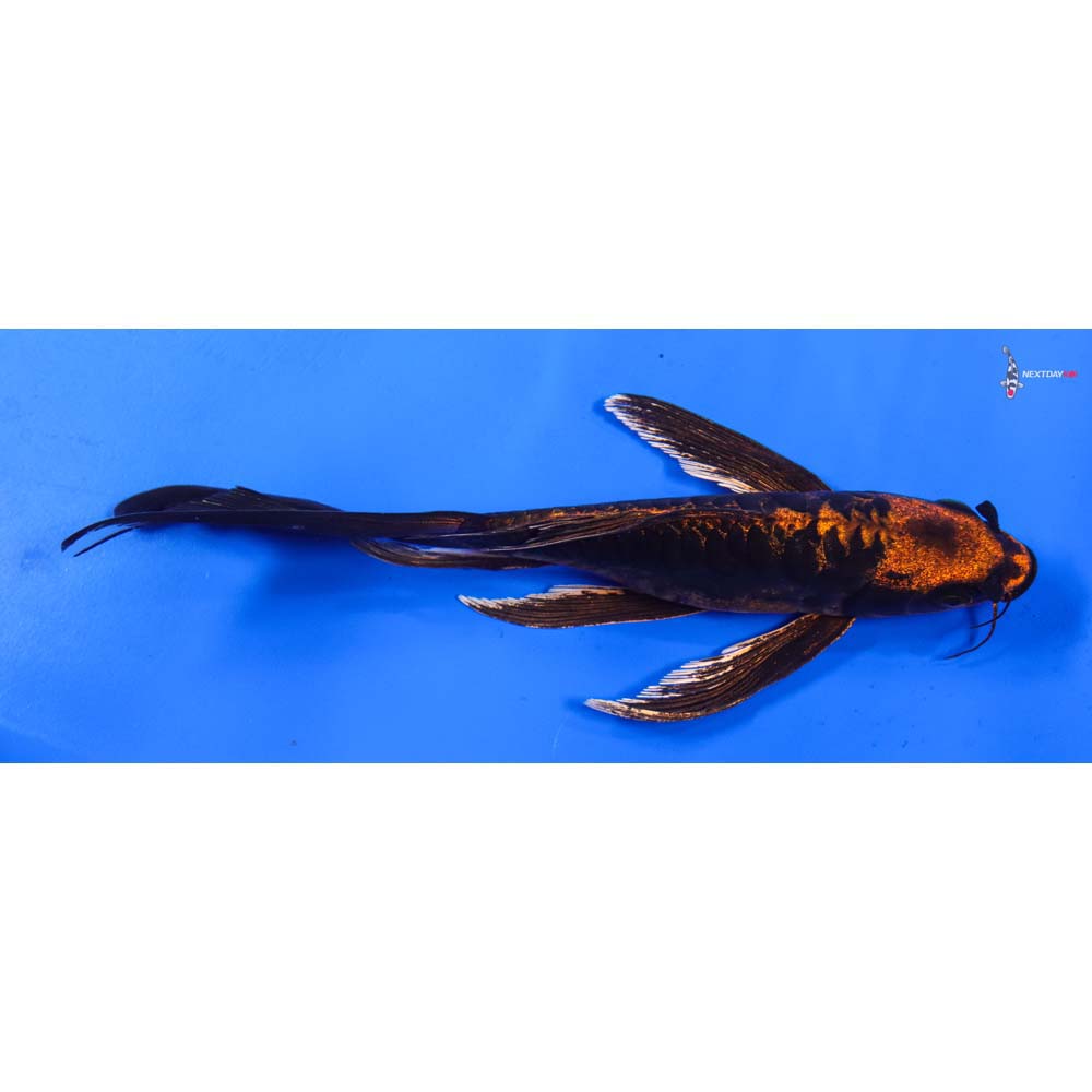 8” Imported Kin Kikokuryu Butterfly Koi