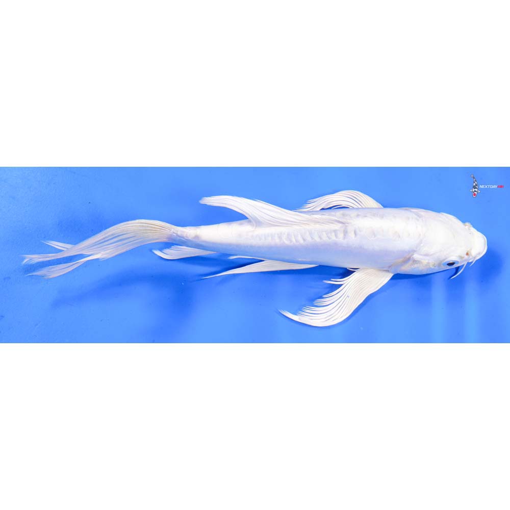 8” Imported Doitsu Platinum Ogon Butterfly Koi