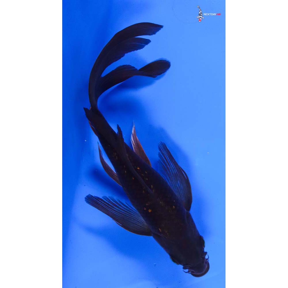 8” Imported Gin Rin Chagoi Butterfly Koi