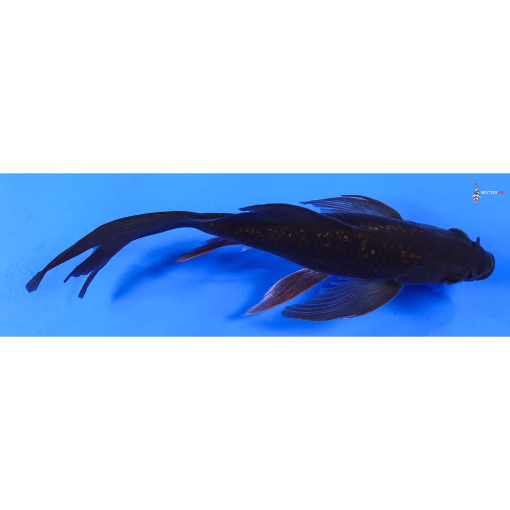 8” Imported Gin Rin Chagoi Butterfly Koi