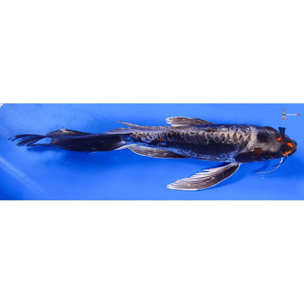 8” Imported Kin Kikokuryu Butterfly Koi